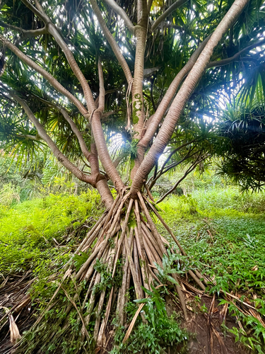 Pandanus tectorius observed 2026-10-18
