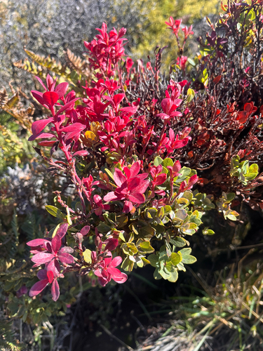 Vaccinium reticulatum observed 2026-10-17