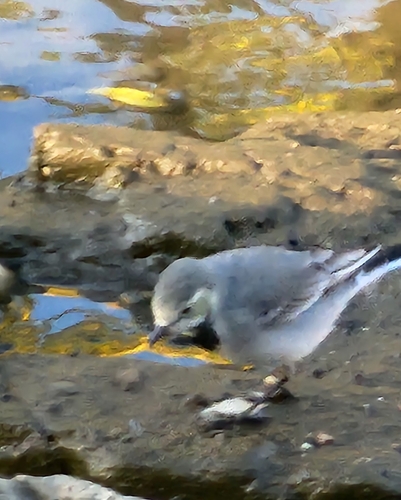 iNaturalist image
