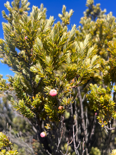 Leptecophylla tameiameiae observed 2026-10-17