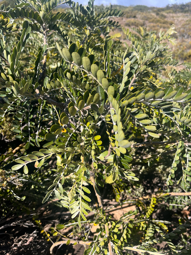 Sophora chrysophylla observed 2026-10-17