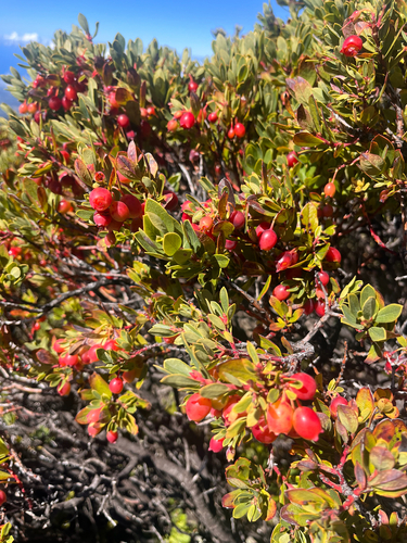 Vaccinium reticulatum observed 2026-10-17