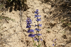 Penstemon payettensis