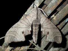 Marumba dyras