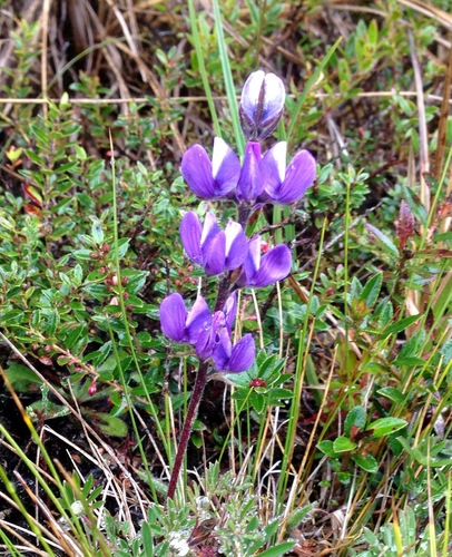 Lupinus bogotensis, photograph 4