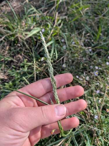 Tridens albescens