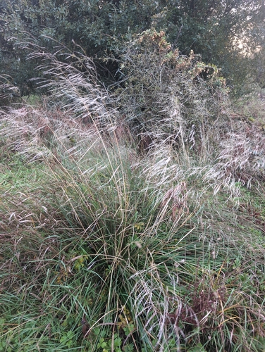 Deschampsia cespitosa observed 2026-10-23