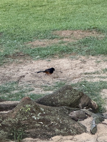Copsychus malabaricus observed 2026-10-23