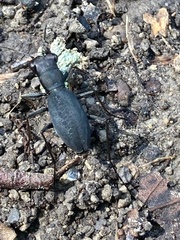 Dromochorus pilatei