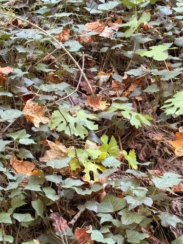 bloodroot photograph by the iNaturalist community