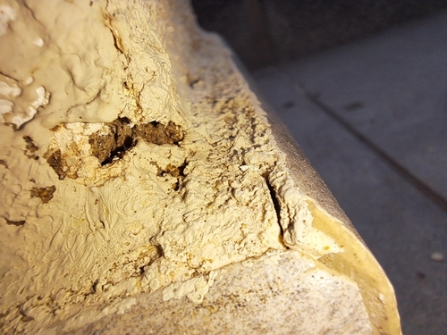 Tapinoma melanocephalum observed 2026-10-23
