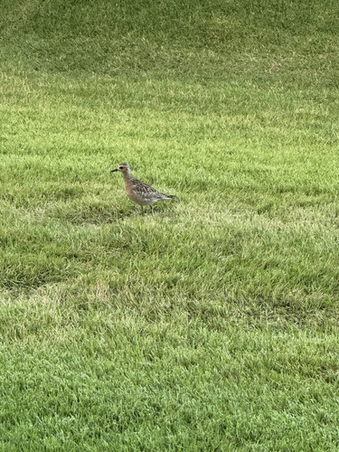 Pluvialis fulva observed 2026-10-22