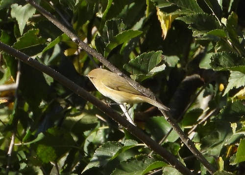 Common Chiffchaff photograph by the iNaturalist community