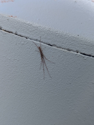 Silver Long-jawed Orbweaver