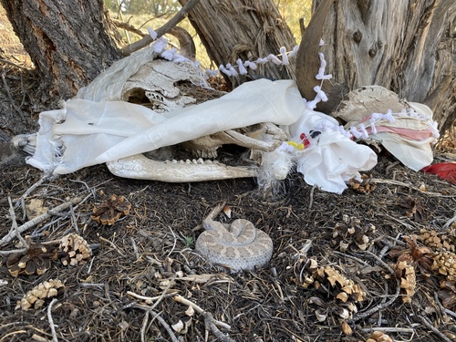 Panamint Rattlesnake photographed in Nevada