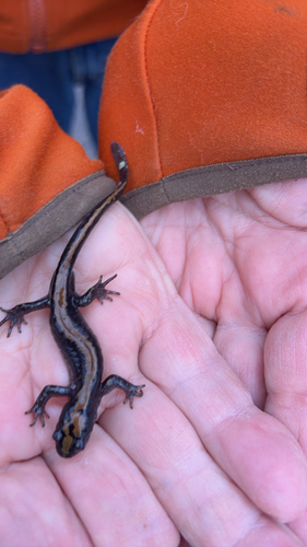 Ambystoma macrodactylum, 2026-10-23