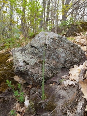 Boechera grahamii