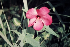 Abelmoschus moschatus tuberosus