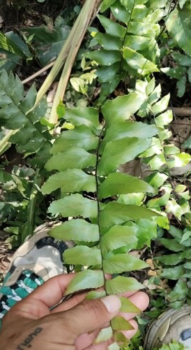 Adiantum latifolium, 2026-10-23