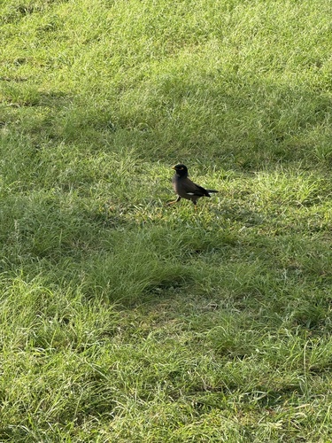 Acridotheres tristis observed 2026-10-22