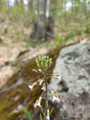 Boechera grahamii