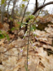 Boechera grahamii