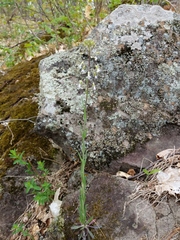 Boechera grahamii