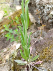 Boechera grahamii