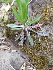 Boechera grahamii