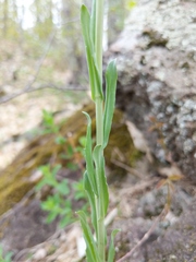 Boechera grahamii