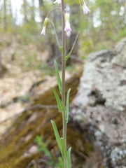 Boechera grahamii