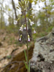 Boechera grahamii