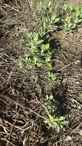 Artemisia douglasiana, 2026-10-23
