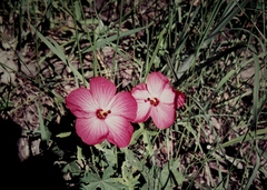 Abelmoschus moschatus tuberosus