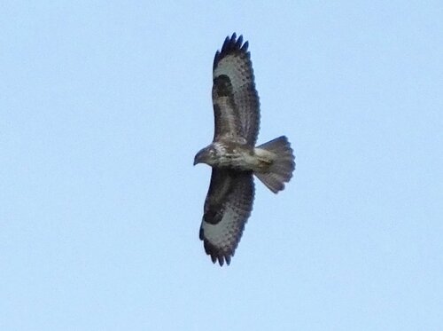 iNaturalist image
