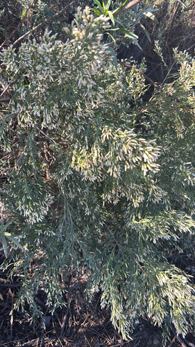 willow baccharis