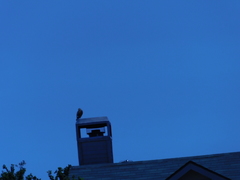 Ictinia mississippiensis