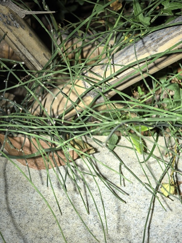 Equisetum ramosissimum observed 2026-10-23