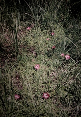 Abelmoschus moschatus tuberosus