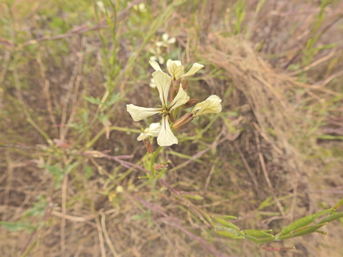 Rucola Silvestre