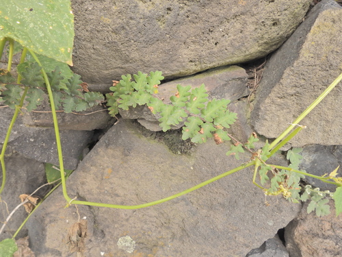 Doradilla Ondulada