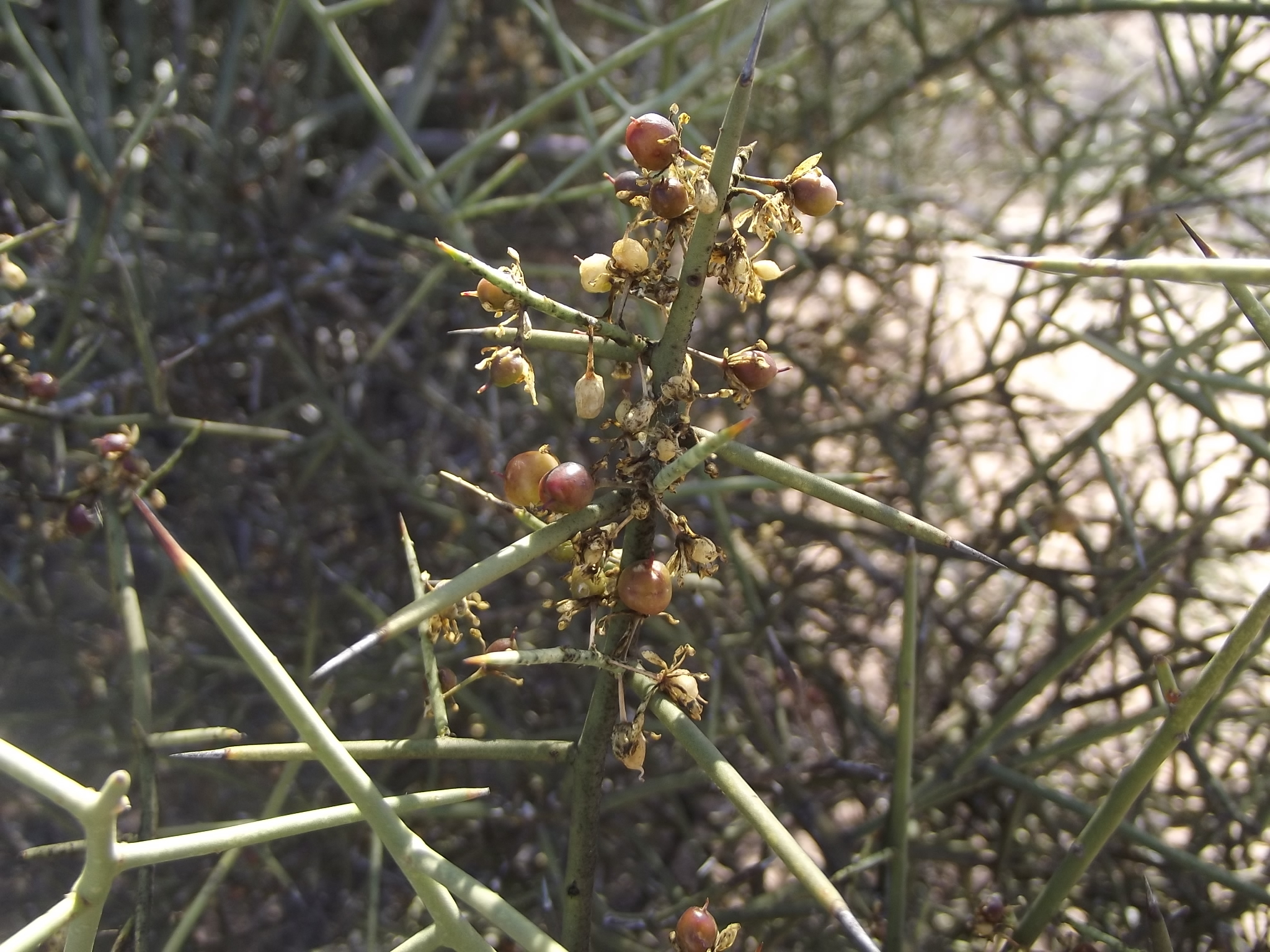 Koeberlinia spinosa var. tenuispina