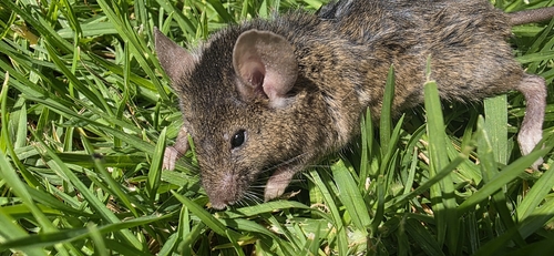 Mus musculus observed 2026-10-23