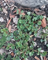 Muehlenbeckia rhyticarya