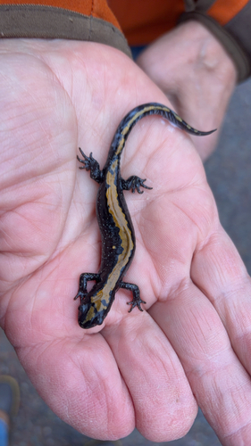 Ambystoma macrodactylum, 2026-10-23