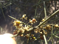 Koeberlinia spinosa tenuispina