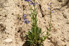 Penstemon payettensis