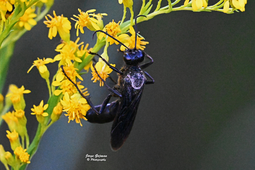 Great Black Digger Wasp
