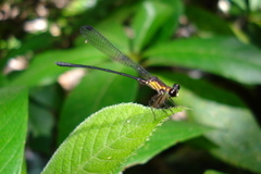 Lestoidea