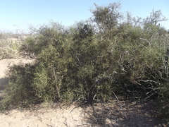 Koeberlinia spinosa tenuispina